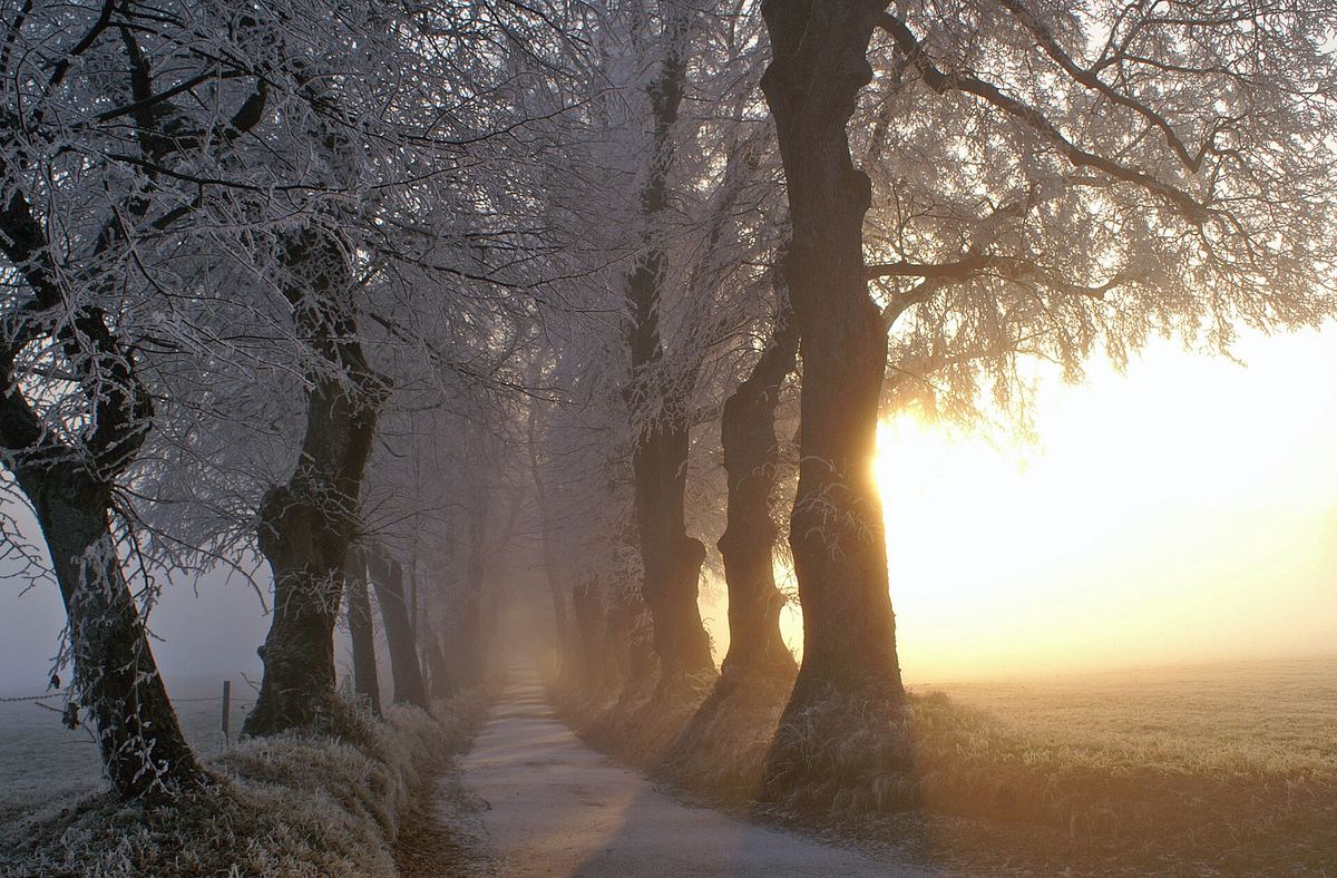 Allee mit Raureif im Gegenlicht bei Marktoberdorf
